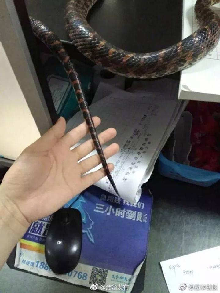 Xanh mặt cô gái điềm tĩnh cầm rắn sống bước vào phòng cấp cứu-4