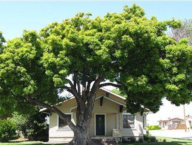 Trồng cây to trước nhà: Xuôi chèo mát mái hay xui xẻo vào người?-1