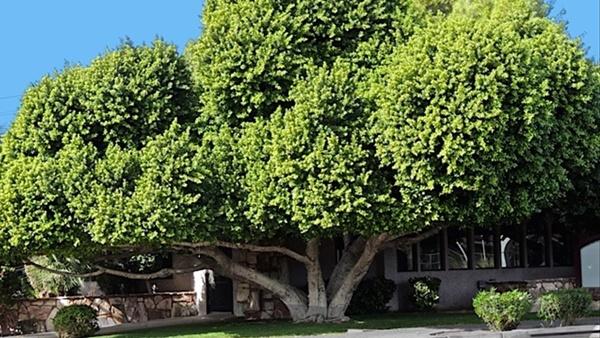 Trồng cây to trước nhà: Xuôi chèo mát mái hay xui xẻo vào người?-3