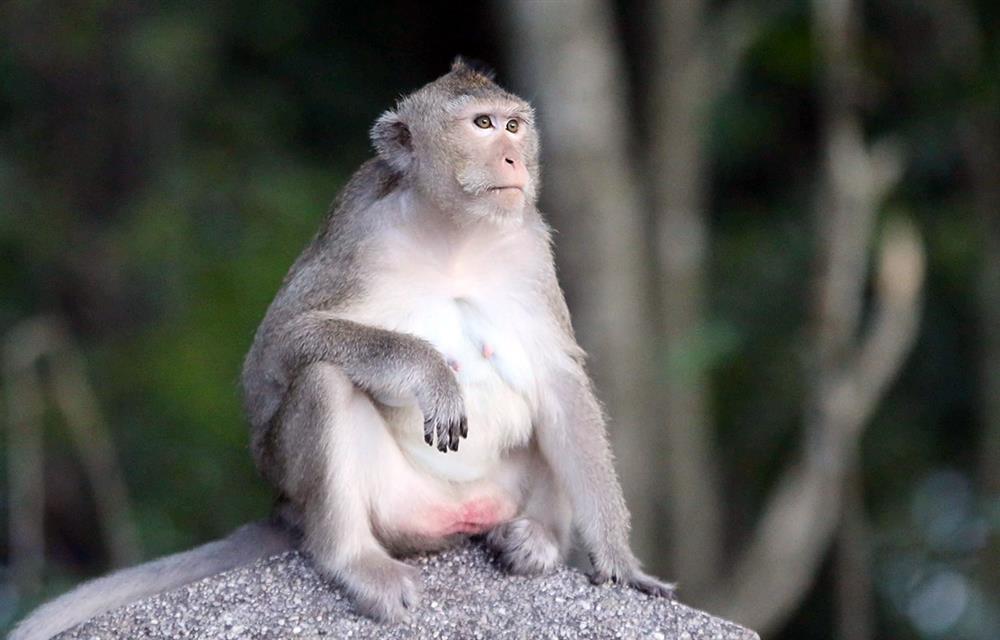 Tiết Lập Thu tháng 8: Có 4 con giáp bung lụa, mở cờ hứng trọn lộc trời-3