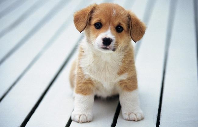 Tiết Lập Thu tháng 8: Có 4 con giáp bung lụa, mở cờ hứng trọn lộc trời-5