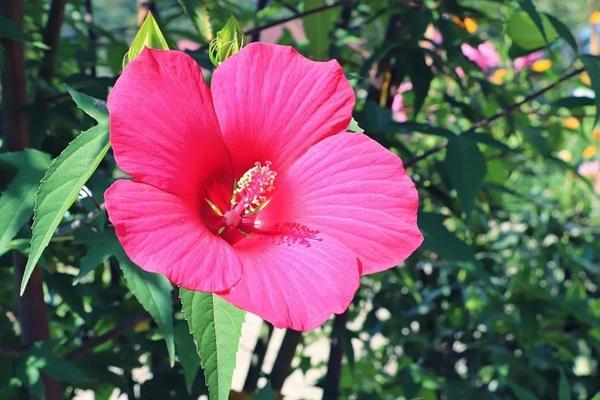 Ai sinh 3 tháng Âm lịch này có tướng đào hoa, quý nhân phù trợ-4