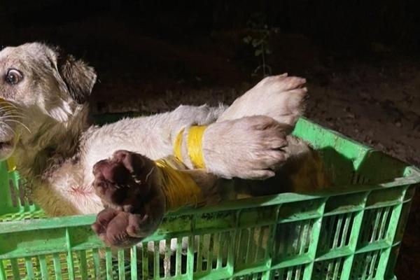 Nhóm trộm chó liều mình lái ô tô tông thẳng vào công an khi tẩu thoát-1