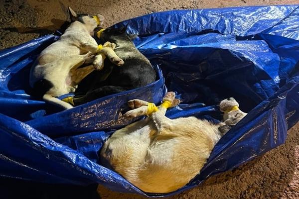 Vừa xóa 4 án tích, thanh niên tiếp tục trộm 700 triệu chia bạn tiêu xài-2