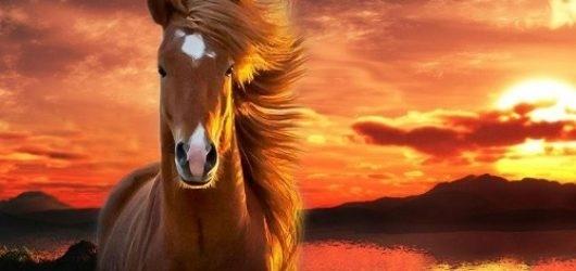 Tử vi hàng ngày 12 con giáp thứ Tư 10/8/2022: Sóng gió nghìn trùng-2