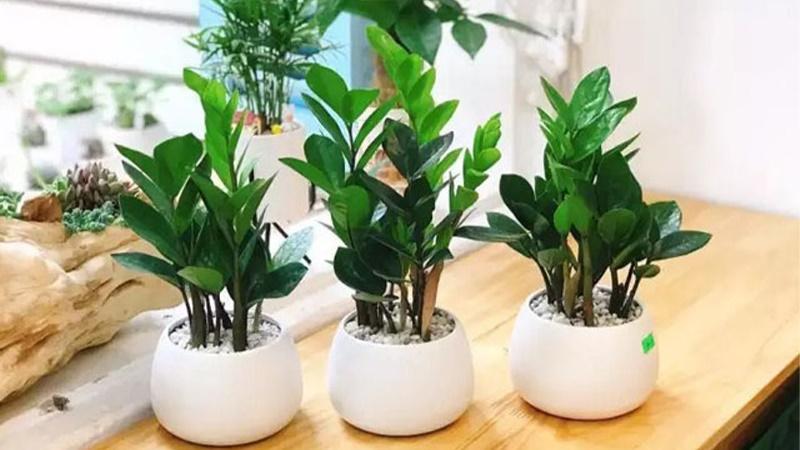 Loại cây 12 con giáp nên trồng để giảm âm khí, đắc tài lộc tháng 7 âm-1