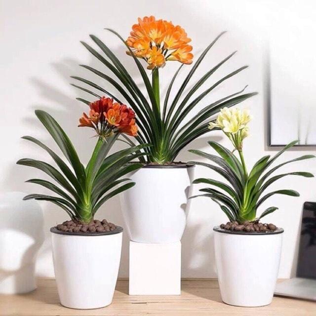 Loại cây 12 con giáp nên trồng để giảm âm khí, đắc tài lộc tháng 7 âm-3