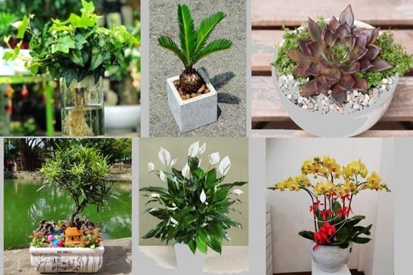 3 cặp con giáp trời sinh xung khắc, yêu nhau mấy cũng đừng kết hôn-3