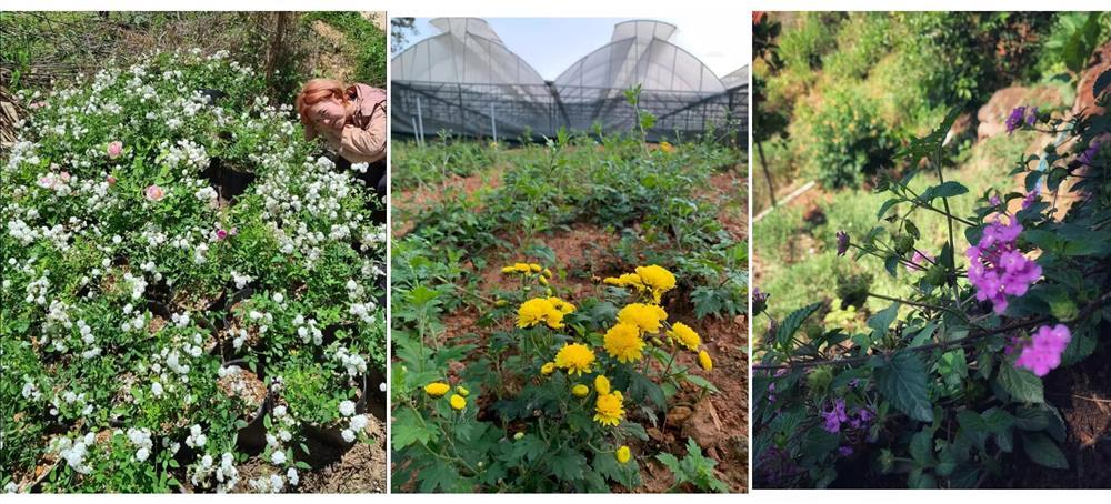 Cô gái thèm mùi bình yên, bỏ việc trăm triệu rủ bạn trai về rừng sống-4