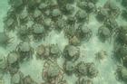 Nhiệt độ nước biển tăng, hàng nghìn con cua có độc tràn vào bãi