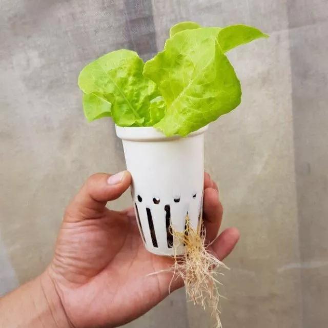 Không muốn chết sớm, tuyệt đối đừng ăn 4 loại rau tàn phá nội tạng-1