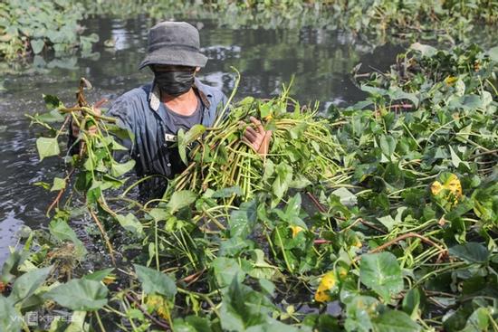 Không muốn chết sớm, tuyệt đối đừng ăn 4 loại rau tàn phá nội tạng