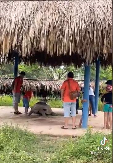 Xấu xí hình ảnh bố mẹ vượt rào, bế con trèo lên lưng rùa sống ảo-1