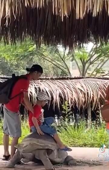 Xấu xí hình ảnh bố mẹ vượt rào, bế con trèo lên lưng rùa sống ảo-3