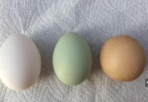 Choáng với quả trứng gà tròn như quả bóng, 1 tỷ quả mới thấy có 1-2