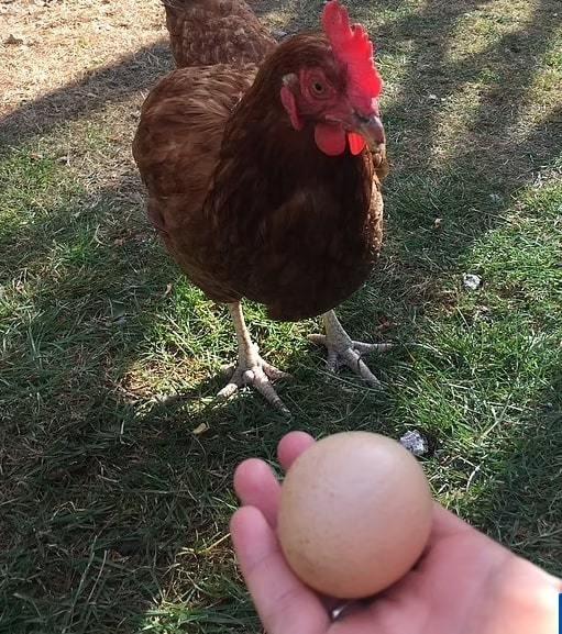 Choáng với quả trứng gà tròn như quả bóng, 1 tỷ quả mới thấy có 1-3