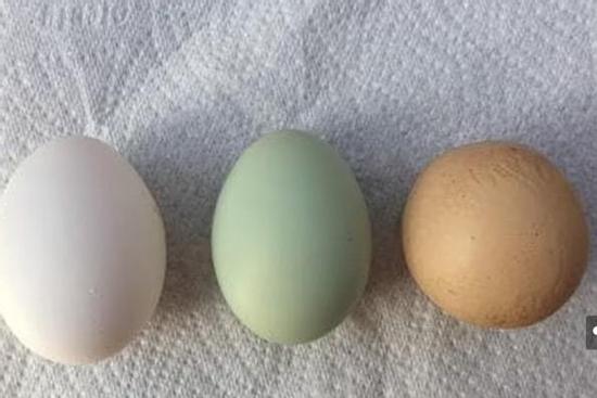 Choáng với quả trứng gà tròn như quả bóng, 1 tỷ quả mới thấy có 1