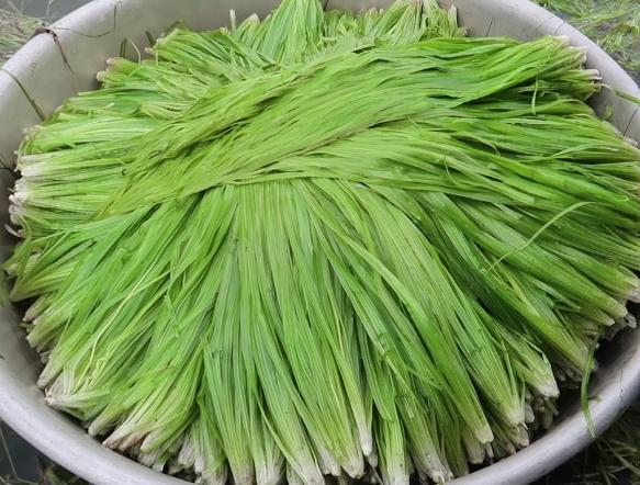 Đặc sản từng được xem là cỏ dại chỉ có ở miền Tây-4