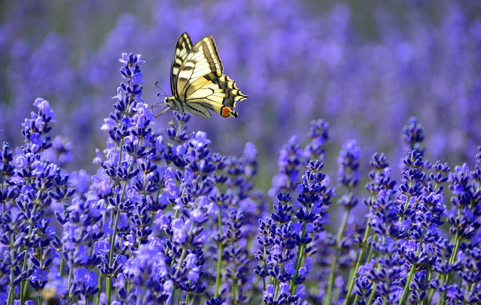 Ai sinh 3 tháng Âm lịch này có tướng đào hoa, quý nhân phù trợ-1