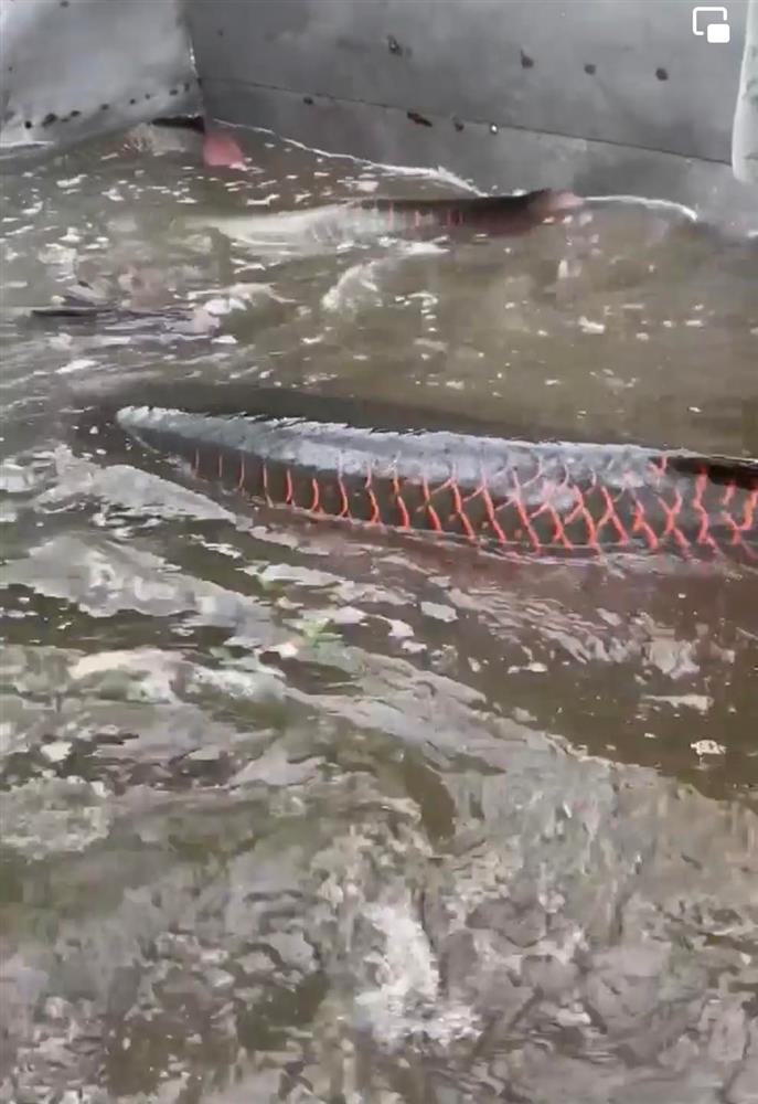 Tranh cãi ầm ĩ chỉ vì phóng sinh cá khổng lồ ngày Rằm tháng 7-1