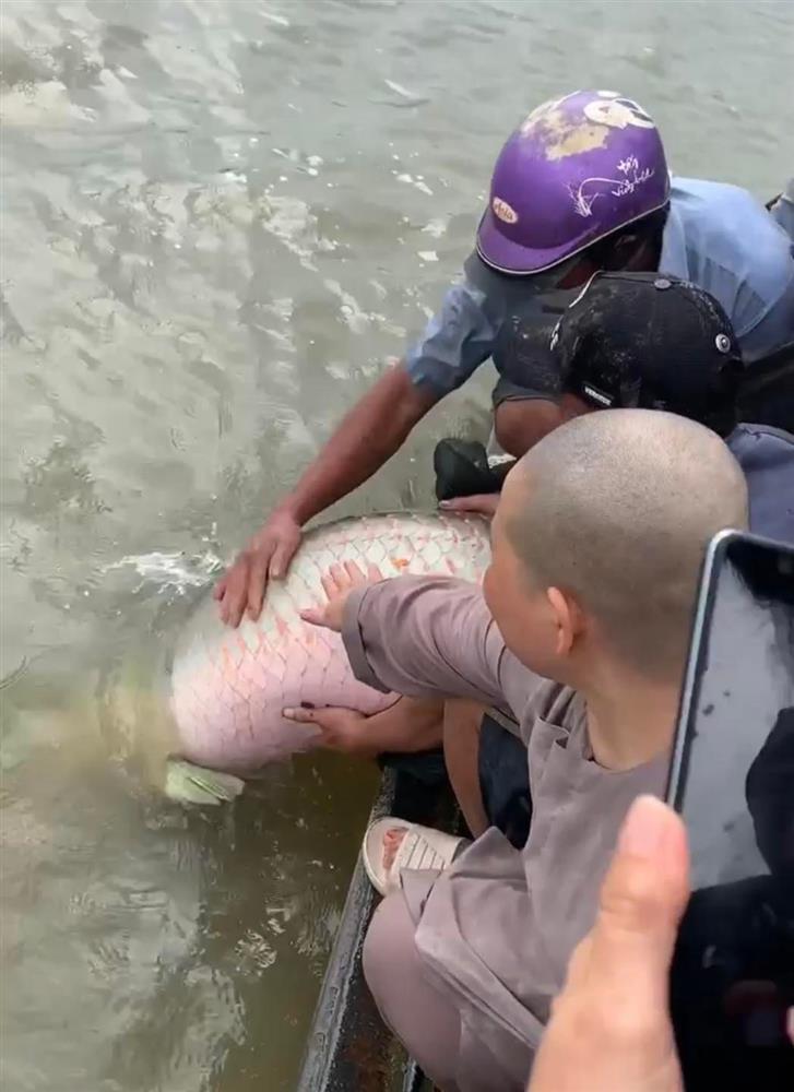 Tranh cãi ầm ĩ chỉ vì phóng sinh cá khổng lồ ngày Rằm tháng 7-3