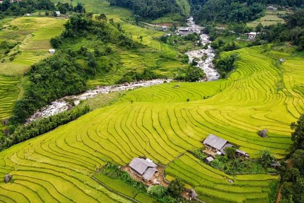 Đồi hoa mận trắng tinh khôi ở Tam Đường-1