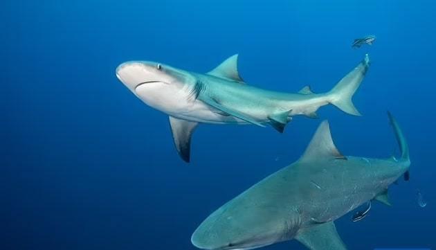 Bị cá mập tấn công, cậu bé 10 tuổi may mắn thoát chết-1