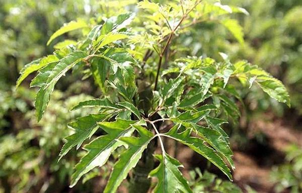 Câu đố tiếng Việt: Đinh nào dù chắc nhưng không đóng được?-2