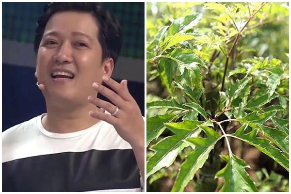 Câu đố Tiếng Việt: Cá gì tên giống cây đàn?-4