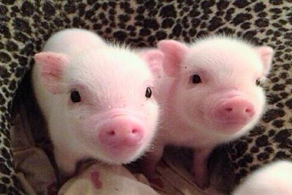 Từ 1/8 âm lịch Thần Tài mở hũ vàng, 4 con giáp hứng lộc không ngớt-5