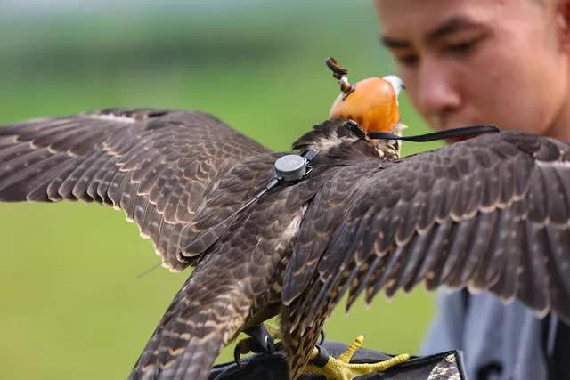 Thú chơi sát thủ bầu trời của giới trẻ Hà Nội-4