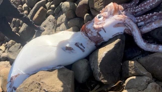 Xác mực khổng lồ dài 4m3, đôi mắt to bằng cái đĩa dạt vào bờ biển-1