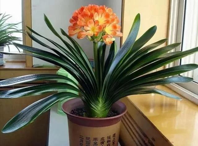 5 loại hoa mệnh danh cây phú quý, trồng càng nhiều tiền càng vào-1