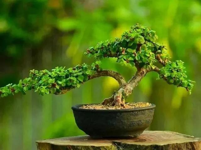 5 loại hoa mệnh danh cây phú quý, trồng càng nhiều tiền càng vào-3