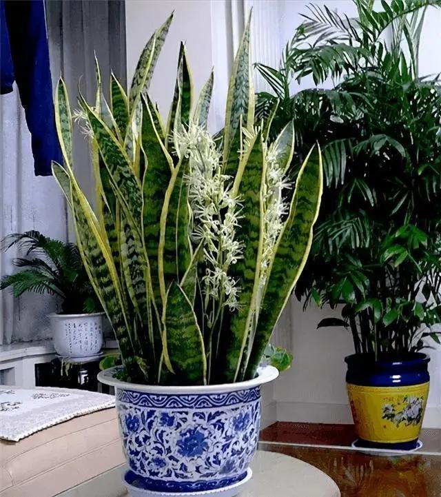 5 loại hoa mệnh danh cây phú quý, trồng càng nhiều tiền càng vào-5