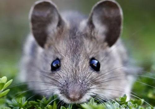 Tử vi hàng ngày 12 con giáp Chủ Nhật 28/8/2022: Cạn tàu ráo máng-1