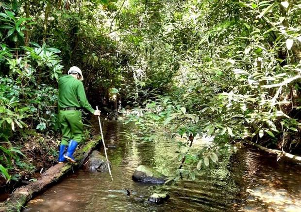 Lạnh gáy nghe kể khu rừng phát hiện 2 bộ xương người trên võng-2