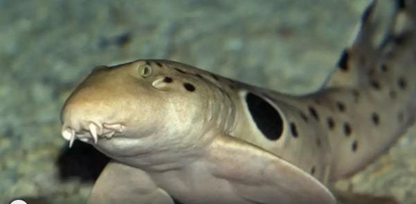 Phát hiện cá mập đi bộ trên cạn gây sốc-1