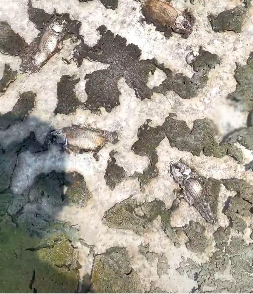 Đi vắng nửa tháng, người đàn ông giật nảy vì hồ cá cạn cháy nước-1