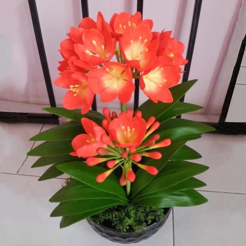 Nhà giàu thích trồng 3 loại hoa phát tài, hoa nở tới đâu lộc theo tới đó-2