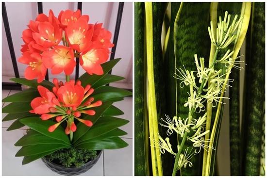 Nhà giàu thích trồng 3 loại hoa phát tài, hoa nở tới đâu lộc theo tới đó