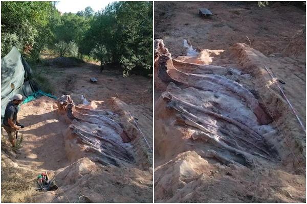 Khủng long có thể tồn tại trên các hành tinh khác trong vũ trụ-2