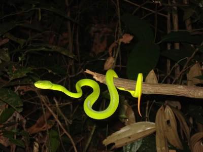 Thuê xe Đà Lạt, cô gái tá hỏa khi thấy rắn độc núp suốt chuyến đi-4