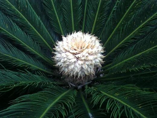 4 loại cây bỗng dưng nở hoa báo hiệu Thần Tài gõ cửa, mang tới điềm lành-3