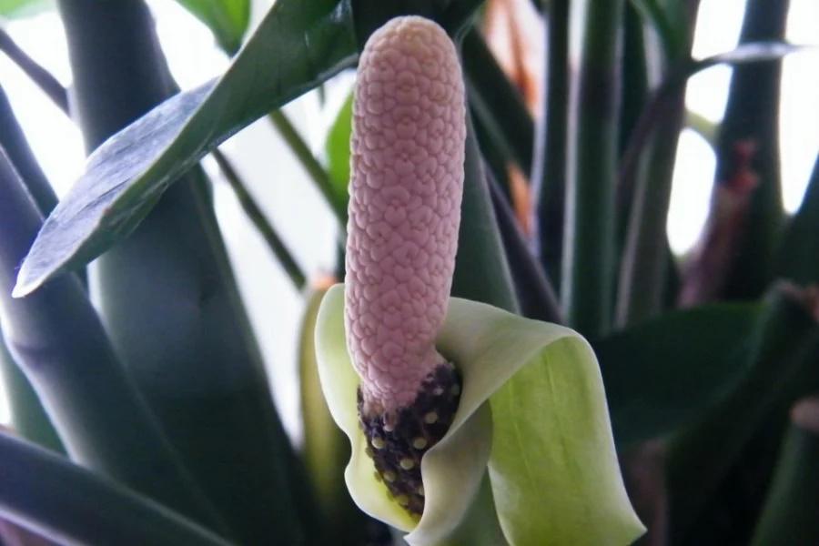 4 loại cây bỗng dưng nở hoa báo hiệu Thần Tài gõ cửa, mang tới điềm lành-2