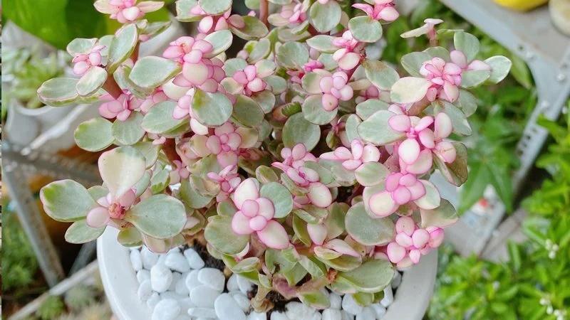 4 loại cây bỗng dưng nở hoa báo hiệu Thần Tài gõ cửa, mang tới điềm lành-4