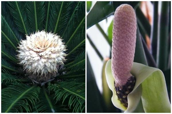 4 cây trồng sau nhà trấn giữ của cải, trồng trước nhà tài lộc liêu xiêu-3