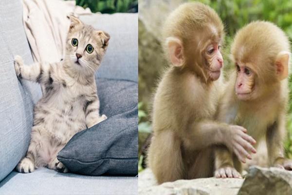 Tháng Cửu Độc chớ coi thường: 3 con giáp lận đận, 1 con giáp hứng lộc-5