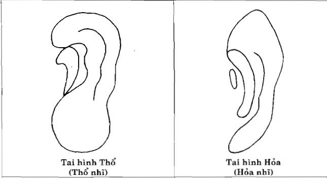 Tướng tai kỵ bấm lỗ, chớ dại tự mình phá tướng Trời ban-4