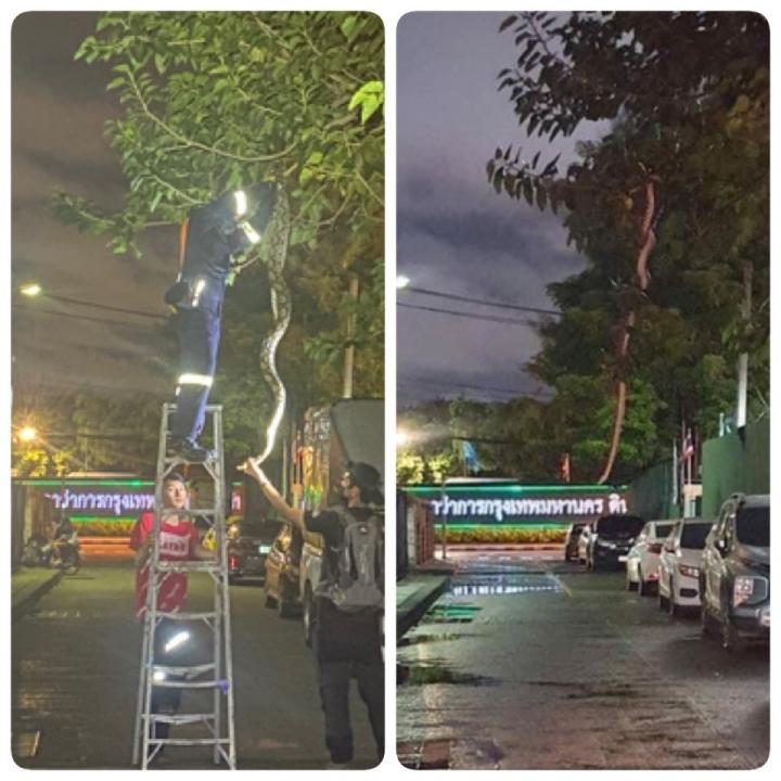 Sự thật về con rắn khổng lồ vắt vẻo khiến dân mạng sợ xanh mặt-3